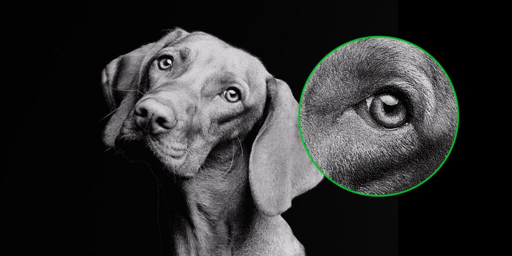 Laser engraving of a dog image showing fine dot density with ComMarker OMNI X UV laser