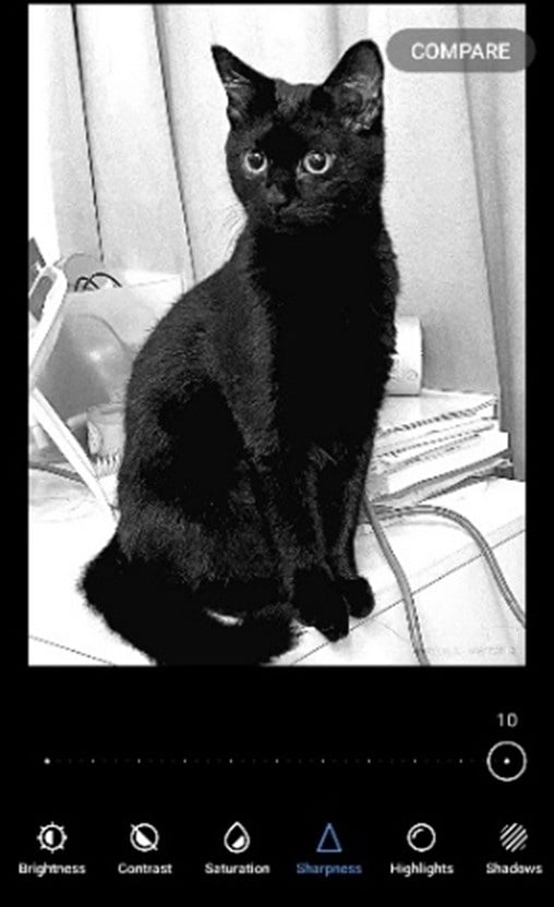 Sharped Image of a black cat