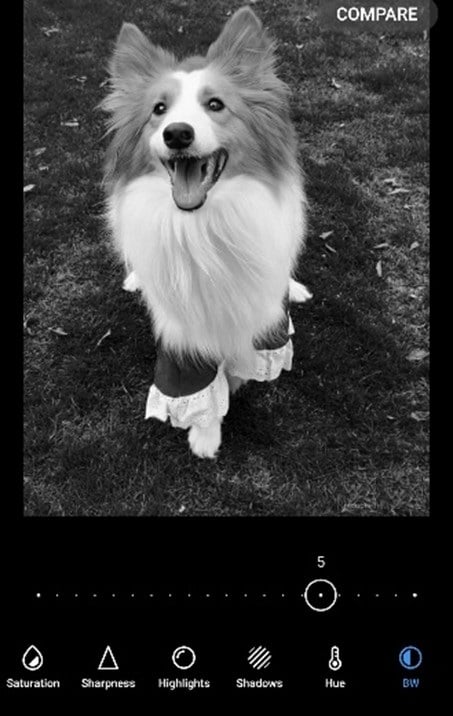 good adjusted black and white photo of the dog