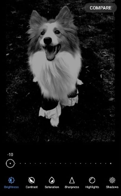 Darken Image of a dog image 1