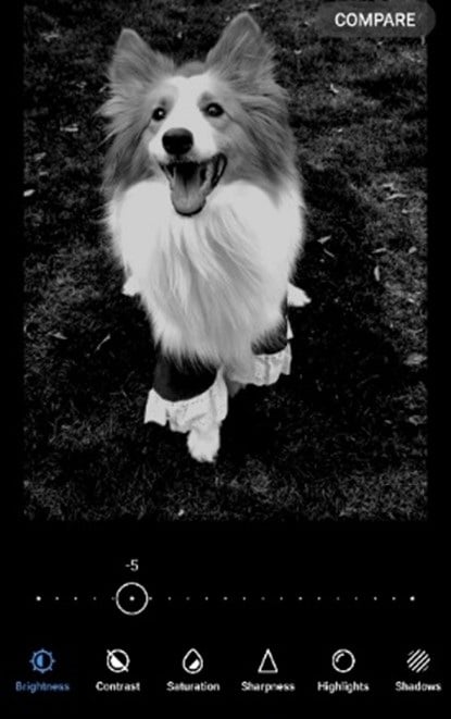 Darken Image of a dog image 2