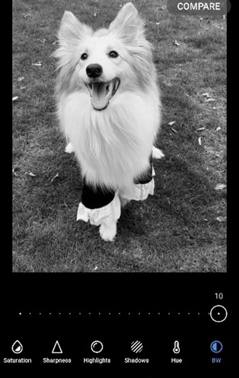 over black and white photo of the dog
