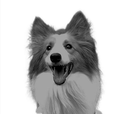 Sharped Image of a dog