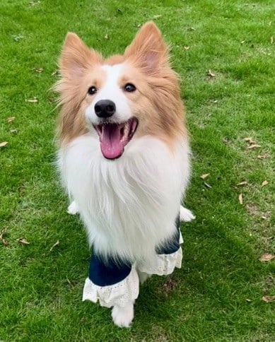 original photo of a dog